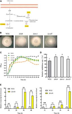 Systemically engineering Bacillus amyloliquefaciens for increasing its antifungal activity and green antifungal lipopeptides production